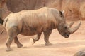 White rhinoceros Royalty Free Stock Photo
