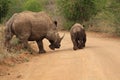 Adult white rhinoceros and young Royalty Free Stock Photo