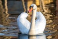 Adult white royal swan