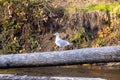 a adult white seagull standing on a log over a river Royalty Free Stock Photo