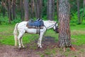 An adult spotted horse with a saddle tied for a bridle to a tree and sleeps in a forest with green grass