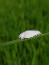 Adult of white stem borer injure on paddy rice in Viet Nam.