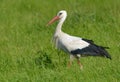 Adult White stork Ciconia ciconia walks in deep and tall lush summer grass Royalty Free Stock Photo