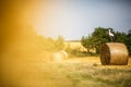 Adult White stork  in a field Royalty Free Stock Photo