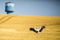 Adult White stork  in a field Royalty Free Stock Photo