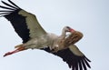 Adult white stork in flight with material for nest building in breeding season