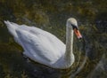 Adult white swan floats in clear water Royalty Free Stock Photo