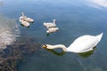 Adult white swan with its neck outstretched next to its five young swans on Lake Royalty Free Stock Photo