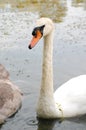 White swan floating in marshy pond of Canada Royalty Free Stock Photo