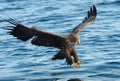 Adult White-tailed eagle fishing.Blue Ocean Background. Royalty Free Stock Photo