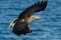 Adult White-tailed eagle fishing. Blue Ocean Background. Scientific name: Haliaeetus albicilla, also known as the ern, erne, gray Royalty Free Stock Photo