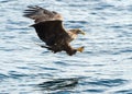 Adult White-tailed eagle fishing. Blue Ocean Background. Royalty Free Stock Photo