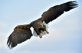 Adult White-tailed eagle in flight. Blue sky background. Royalty Free Stock Photo