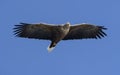 Adult White-tailed eagle in flight. Blue sky background Royalty Free Stock Photo