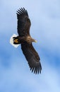 Adult white tailed eagle in flight. Blue sky background. Front view. Royalty Free Stock Photo