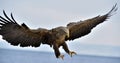 Adult White-tailed Eagle In Flight. Blue Sky Background.