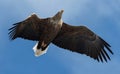 Adult White-tailed eagle in flight. Blue sky background. Royalty Free Stock Photo