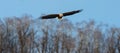 Adult White-tailed eagle in flight. Blue sky background Royalty Free Stock Photo