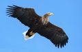 Adult White-tailed eagle in flight. Blue sky background. Royalty Free Stock Photo