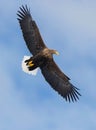 Adult White-tailed eagle in flight. Blue sky background. Royalty Free Stock Photo