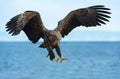 Adult White tailed eagle in flight. Blue sky and ocean background. Royalty Free Stock Photo