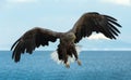 Adult White tailed eagle in flight. Front. Blue sky and ocean background. Royalty Free Stock Photo