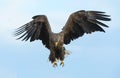 Adult White tailed eagle in flight. Front. Blue sky and ocean background. Royalty Free Stock Photo