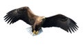 Adult White-tailed eagle in flight. Front view. Isolated on White background. Royalty Free Stock Photo