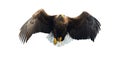 Adult White-tailed eagle in flight. Front view. Isolated on White background. Royalty Free Stock Photo