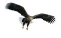 Adult White-tailed eagle in flight. Front view. Isolated on White background. Royalty Free Stock Photo