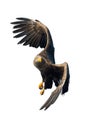 Adult White-tailed eagle in flight. Front view. Isolated on White background. Royalty Free Stock Photo