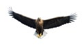 Adult White-tailed eagle in flight. Front view. Isolated on White background. Royalty Free Stock Photo