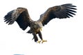 Adult White-tailed eagle in flight. Isolated on White background. Royalty Free Stock Photo