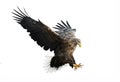 Adult White-tailed eagle in flight. Isolated on White background. Royalty Free Stock Photo