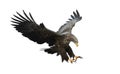 Adult White-tailed eagle in flight. Isolated on White background.