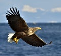 Adult White-tailed eagle in flight. Scientific name: Haliaeetus albicilla, also known as the ern, erne, gray eagle, Eurasian sea
