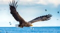 Adult White-tailed eagle in flight. Sky background. Scientific name: Haliaeetus albicilla, also known as the ern, erne, gray eagle