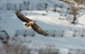 Adult White-tailed eagle in flight. Snowy Mountain background.