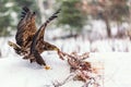 Adult White-tailed eagle Haliaeetus albicilla eating meat from dead fox Royalty Free Stock Photo