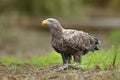 Adult white-tailed eagle, halitaeetus albicilla, in natural environment feeding on a catched fish. Royalty Free Stock Photo