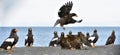 Adult White-tailed eagle landed. Blue sky background. Scientific name: Haliaeetus albicilla, also known as the ern, erne, gray eag Royalty Free Stock Photo