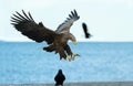 Adult White tailed eagle landed. Blue sky and ocean background. Royalty Free Stock Photo