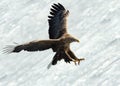 Adult White-tailed eagle landed.