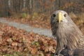 Adult White-tailed eagle portrait in profile in wild. the ern, erne, gray Royalty Free Stock Photo