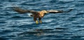 Adult White-tailed eagles fishing. Blue Ocean Background. Scientific name: Haliaeetus albicilla, also known as the ern, erne, gray