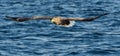 Adult White-tailed eagles fishing. Blue Ocean Background. Scientific name: Haliaeetus albicilla, also known as the ern, erne, gray Royalty Free Stock Photo