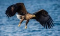 Adult White-tailed eagles fishing. Front view. Blue Ocean Background. Scientific name: Haliaeetus albicilla, also known as the ern