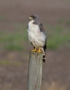 Adult White-tailed Hawk Royalty Free Stock Photo