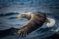 An adult white tailed sea eagle soaring above Japans Nemuro Strait