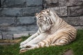 Adult white tiger of Pairi Daiza - Belgium